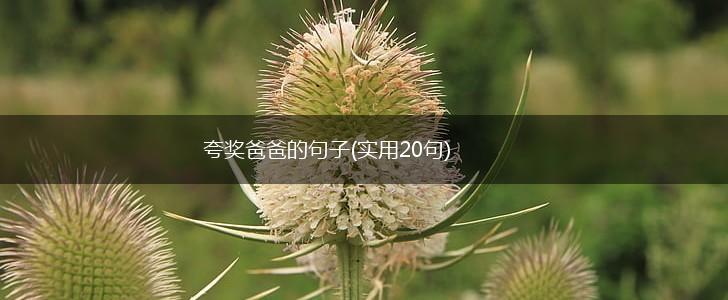 夸奖爸爸的句子(实用20句),第1张