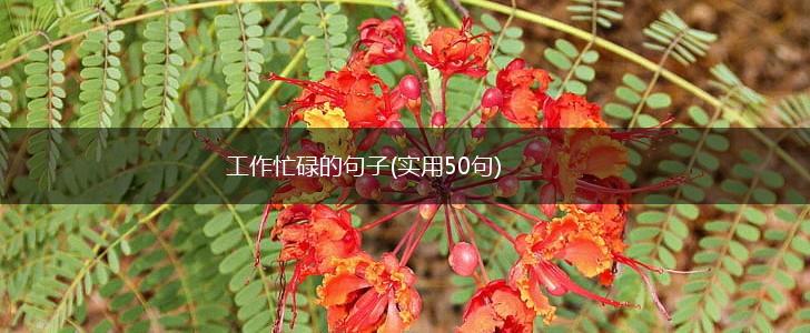 工作忙碌的句子(实用50句),第1张