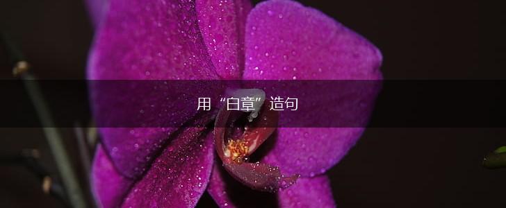 用“白章”造句,第1张