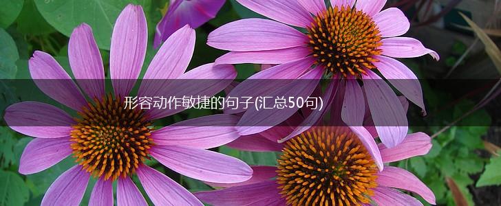 形容动作敏捷的句子(汇总50句),第1张
