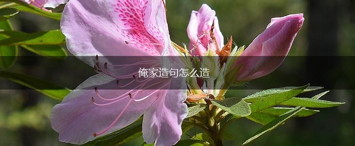 俺家造句怎么造,第1张