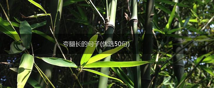 夸腿长的句子(优选50句),第1张