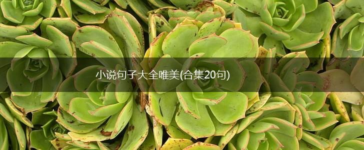小说句子大全唯美(合集20句),第1张