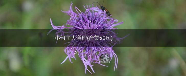 小句子大道理(合集50句),第1张