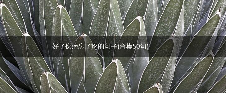 好了伤疤忘了疼的句子(合集50句),第1张