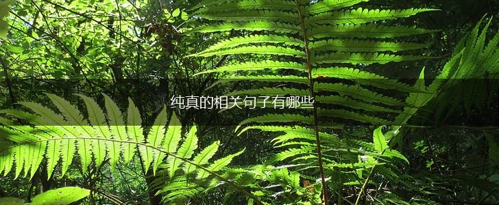 纯真的相关句子有哪些,第1张