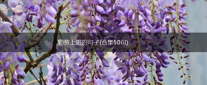 勤劳上进的句子(合集50句),第1张