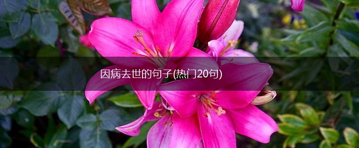 因病去世的句子(热门20句),第1张