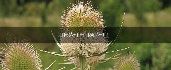 白杨造句,用白杨造句,第1张