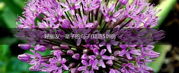 好朋友一辈子的句子(精选50句),第1张