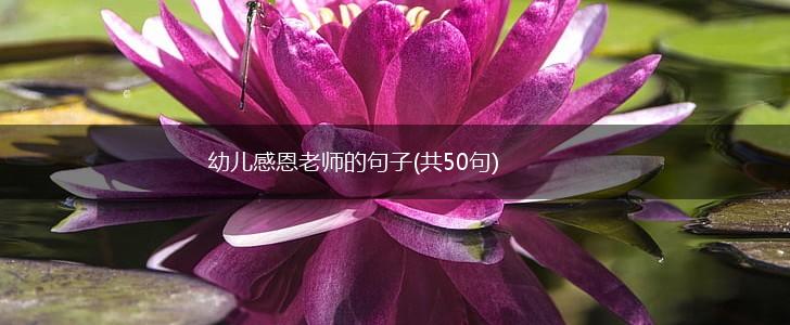 幼儿感恩老师的句子(共50句),第1张