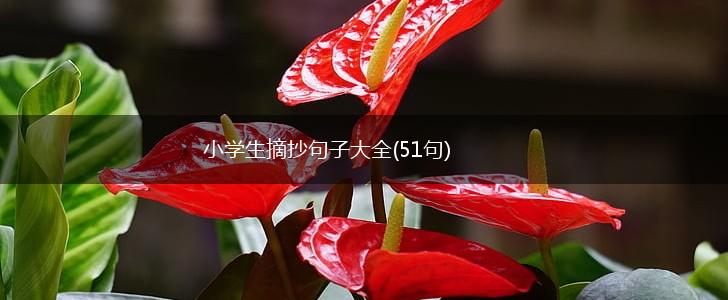 小学生摘抄句子大全(51句),第1张
