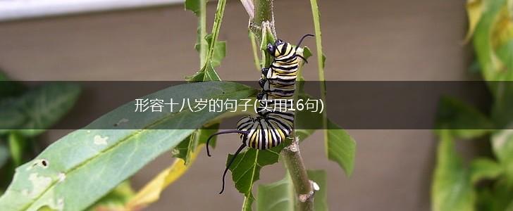 形容十八岁的句子(实用16句),第1张