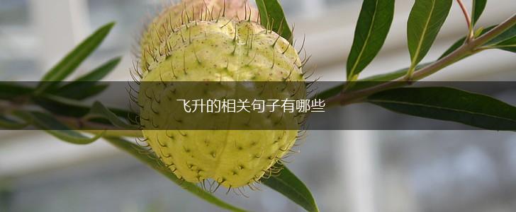 飞升的相关句子有哪些,第1张 飞升的相关句子有哪些,第1张