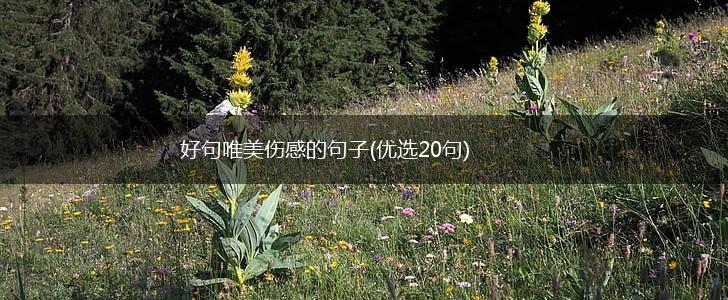 好句唯美伤感的句子(优选20句),第1张