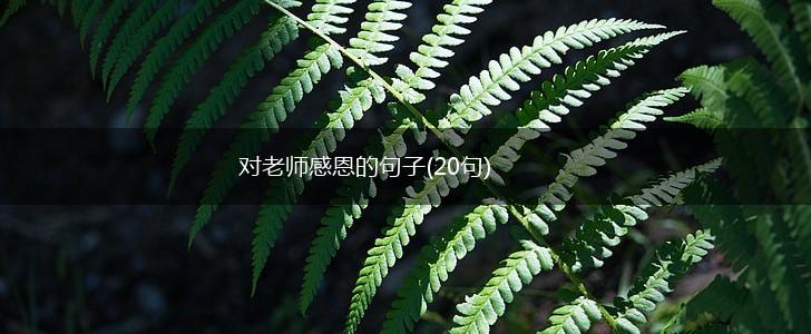 对老师感恩的句子(20句),第1张
