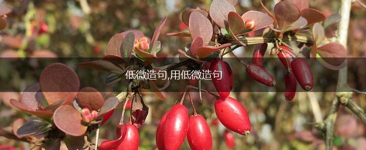 低微造句,用低微造句,第1张