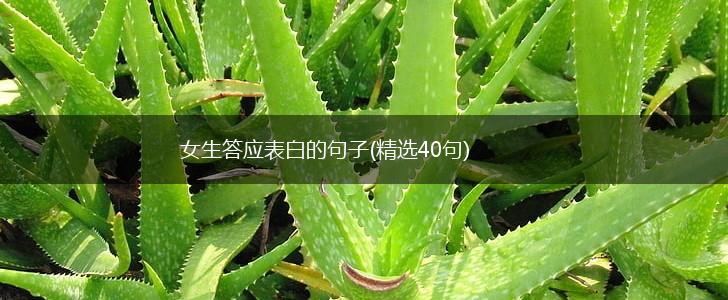 女生答应表白的句子(精选40句),第1张