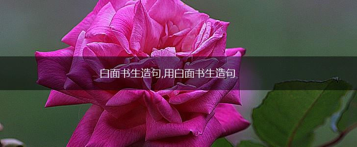 白面书生造句,用白面书生造句,第1张