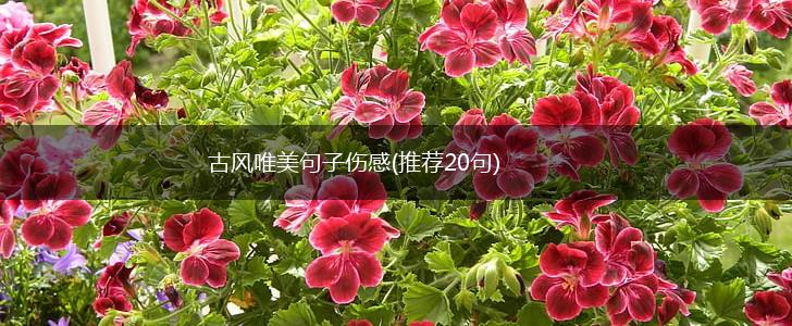 古风唯美句子伤感(推荐20句),第1张
