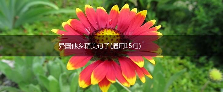 异国他乡精美句子(通用15句),第1张