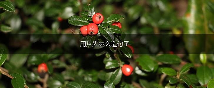 用从先怎么造句子,第1张