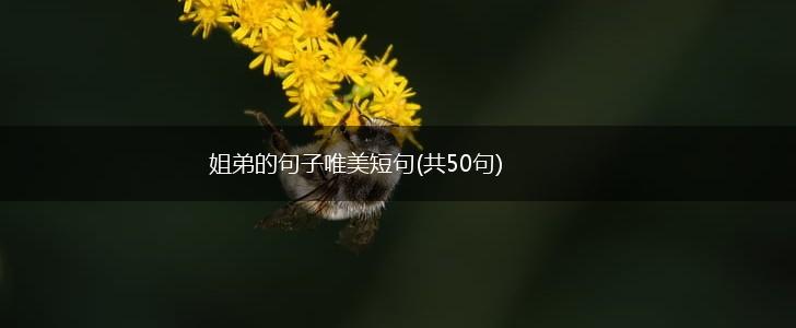 姐弟的句子唯美短句(共50句),第1张