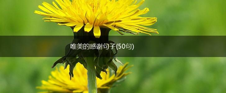 唯美的感谢句子(50句),第1张