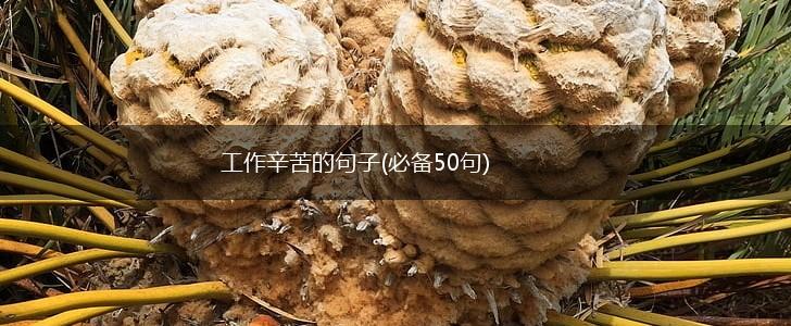 工作辛苦的句子(必备50句),第1张