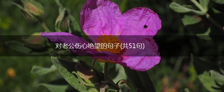 对老公伤心绝望的句子(共51句),第1张
