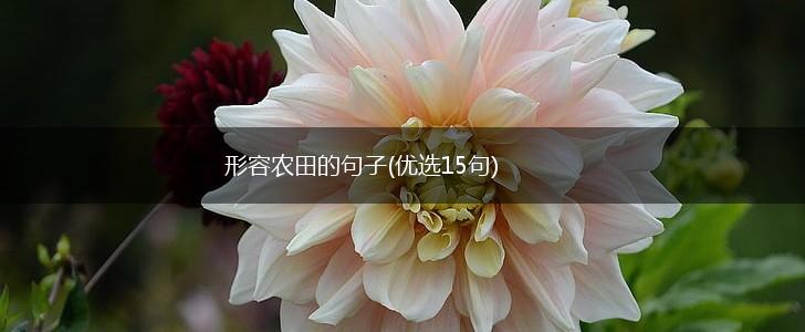 形容农田的句子(优选15句),第1张
