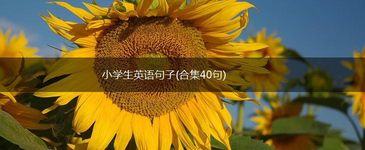 小学生英语句子(合集40句),第1张