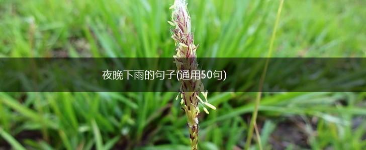 夜晚下雨的句子(通用50句),第1张