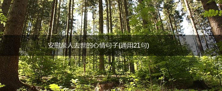 安慰亲人去世的心情句子(通用21句),第1张