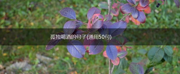 孤独喝酒的句子(通用50句),第1张