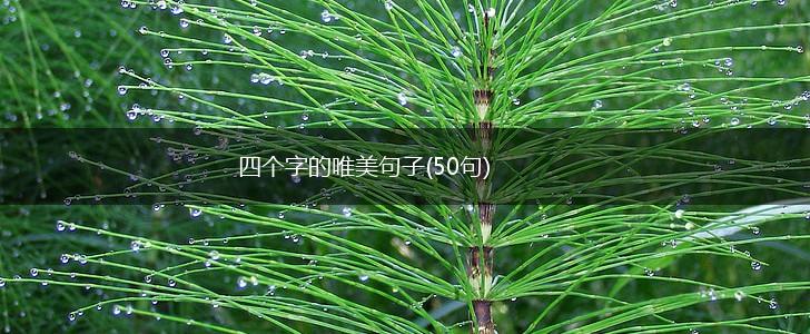 四个字的唯美句子(50句),第1张