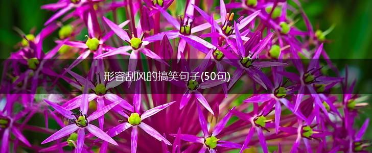 形容刮风的搞笑句子(50句),第1张