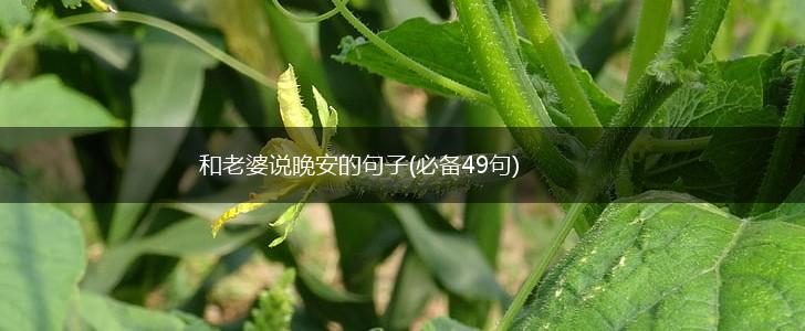 和老婆说晚安的句子(必备49句),第1张