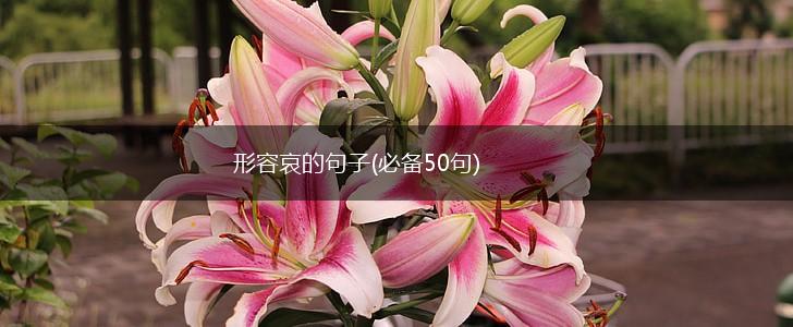 形容哀的句子(必备50句),第1张
