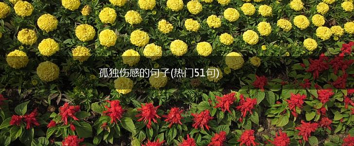 孤独伤感的句子(热门51句),第1张