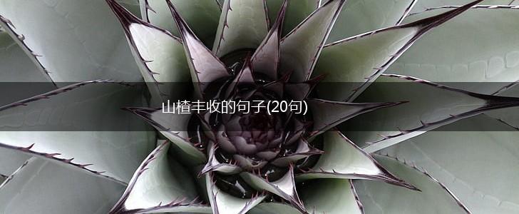 山楂丰收的句子(20句),第1张
