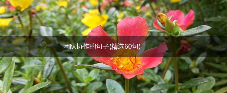 团队协作的句子(精选60句),第1张