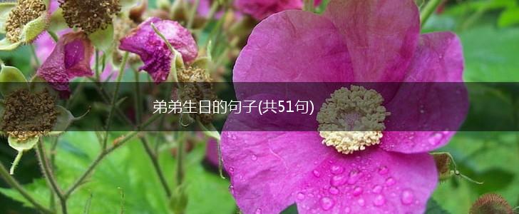 弟弟生日的句子(共51句),第1张