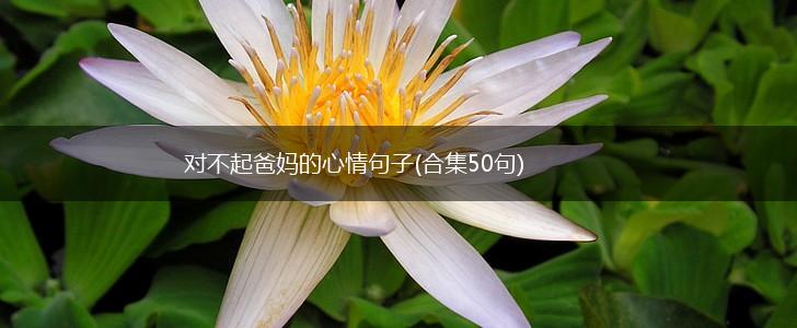 对不起爸妈的心情句子(合集50句),第1张