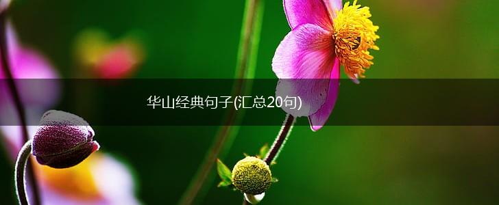 华山经典句子(汇总20句),第1张