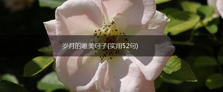 岁月的唯美句子(实用52句),第1张