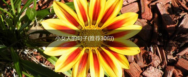 小女人的句子(推荐30句),第1张