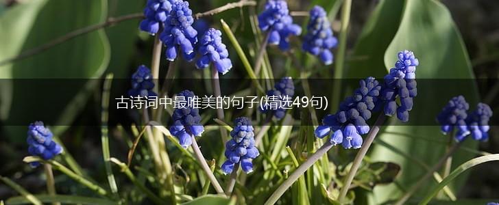 古诗词中最唯美的句子(精选49句),第1张