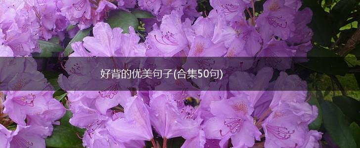 好背的优美句子(合集50句),第1张