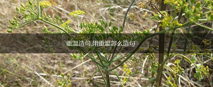 重温造句,用重温怎么造句,第1张